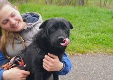 GEORGIA, Hund, Shar Pei-Pinscher-Mix in Ungarn - Bild 10