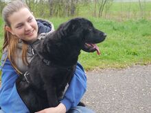 GEORGIA, Hund, Shar Pei-Pinscher-Mix in Ungarn - Bild 12