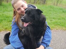 GEORGIA, Hund, Shar Pei-Pinscher-Mix in Ungarn - Bild 13