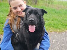 GEORGIA, Hund, Shar Pei-Pinscher-Mix in Ungarn - Bild 14