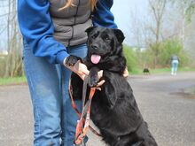 GEORGIA, Hund, Shar Pei-Pinscher-Mix in Ungarn - Bild 16