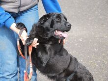 GEORGIA, Hund, Shar Pei-Pinscher-Mix in Ungarn - Bild 18