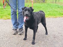 GEORGIA, Hund, Shar Pei-Pinscher-Mix in Ungarn - Bild 19