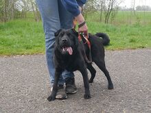 GEORGIA, Hund, Shar Pei-Pinscher-Mix in Ungarn - Bild 21