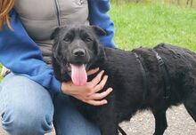 GEORGIA, Hund, Shar Pei-Pinscher-Mix in Ungarn - Bild 24