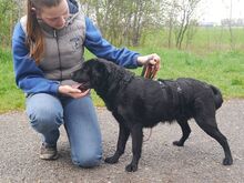 GEORGIA, Hund, Shar Pei-Pinscher-Mix in Ungarn - Bild 25