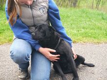 GEORGIA, Hund, Shar Pei-Pinscher-Mix in Ungarn - Bild 3