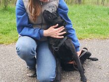 GEORGIA, Hund, Shar Pei-Pinscher-Mix in Ungarn - Bild 4