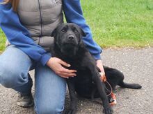 GEORGIA, Hund, Shar Pei-Pinscher-Mix in Ungarn - Bild 5