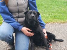GEORGIA, Hund, Shar Pei-Pinscher-Mix in Ungarn - Bild 6