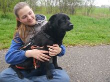 GEORGIA, Hund, Shar Pei-Pinscher-Mix in Ungarn - Bild 8