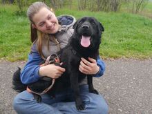 GEORGIA, Hund, Shar Pei-Pinscher-Mix in Ungarn - Bild 9