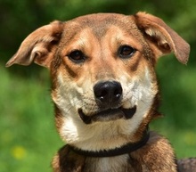 BARA, Hund, Mischlingshund in Slowakische Republik - Bild 1