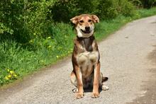BARA, Hund, Mischlingshund in Slowakische Republik - Bild 11