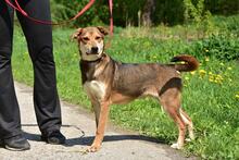 BARA, Hund, Mischlingshund in Slowakische Republik - Bild 12
