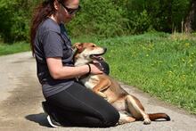 BARA, Hund, Mischlingshund in Slowakische Republik - Bild 13