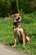 BARA, Hund, Mischlingshund in Slowakische Republik - Bild 2