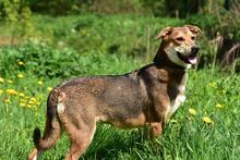 BARA, Hund, Mischlingshund in Slowakische Republik - Bild 3