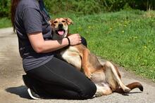 BARA, Hund, Mischlingshund in Slowakische Republik - Bild 4