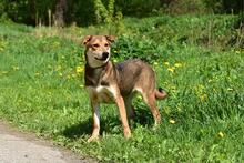 BARA, Hund, Mischlingshund in Slowakische Republik - Bild 5