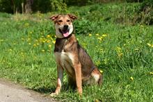 BARA, Hund, Mischlingshund in Slowakische Republik - Bild 6