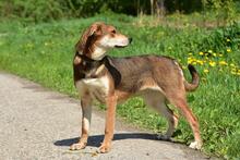 BARA, Hund, Mischlingshund in Slowakische Republik - Bild 7