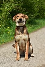 BARA, Hund, Mischlingshund in Slowakische Republik - Bild 8