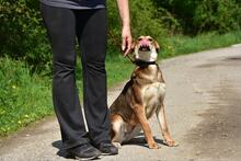 BARA, Hund, Mischlingshund in Slowakische Republik - Bild 9