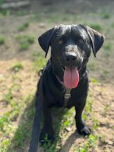 SAJTI, Hund, Mischlingshund in Ungarn - Bild 1