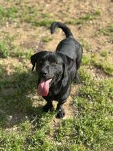 SAJTI, Hund, Mischlingshund in Ungarn - Bild 2