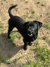 SAJTI, Hund, Mischlingshund in Ungarn - Bild 3