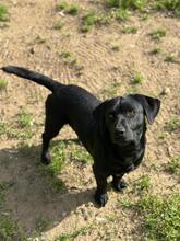SAJTI, Hund, Mischlingshund in Ungarn - Bild 4