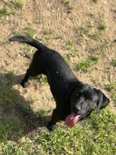 SAJTI, Hund, Mischlingshund in Ungarn - Bild 5