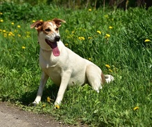 BELLAY153, Hund, Mischlingshund in Slowakische Republik - Bild 10