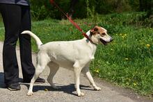 BELLAY153, Hund, Mischlingshund in Slowakische Republik - Bild 12