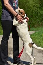 BELLAY153, Hund, Mischlingshund in Slowakische Republik - Bild 13