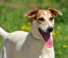 BELLAY153, Hund, Mischlingshund in Slowakische Republik - Bild 2
