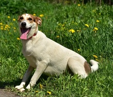 BELLAY153, Hund, Mischlingshund in Slowakische Republik - Bild 3
