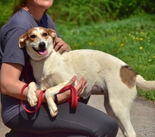 BELLAY153, Hund, Mischlingshund in Slowakische Republik - Bild 4