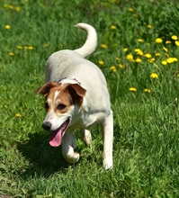 BELLAY153, Hund, Mischlingshund in Slowakische Republik - Bild 5
