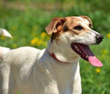 BELLAY153, Hund, Mischlingshund in Slowakische Republik - Bild 6