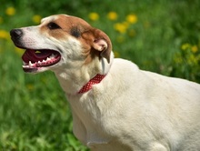 BELLAY153, Hund, Mischlingshund in Slowakische Republik - Bild 7