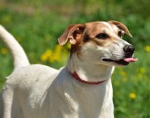 BELLAY153, Hund, Mischlingshund in Slowakische Republik - Bild 8