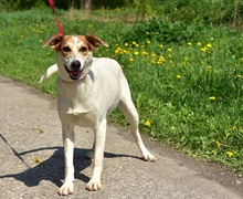 BELLAY153, Hund, Mischlingshund in Slowakische Republik - Bild 9