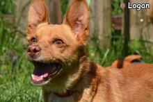 LOGAN, Hund, Mischlingshund in Donzdorf - Bild 1