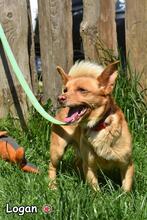 LOGAN, Hund, Mischlingshund in Donzdorf - Bild 2