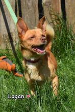 LOGAN, Hund, Mischlingshund in Donzdorf - Bild 3