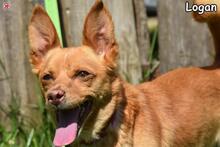 LOGAN, Hund, Mischlingshund in Donzdorf - Bild 4