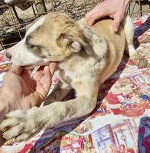 CARA, Hund, Mischlingshund in Rumänien - Bild 15