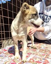CARA, Hund, Mischlingshund in Rumänien - Bild 2